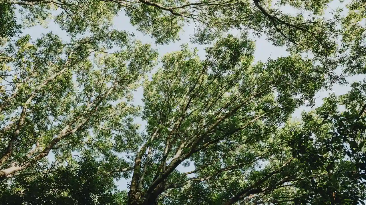 星空mv梦幻mv天美mv蜜桃类应用怎么选及使用注意事项