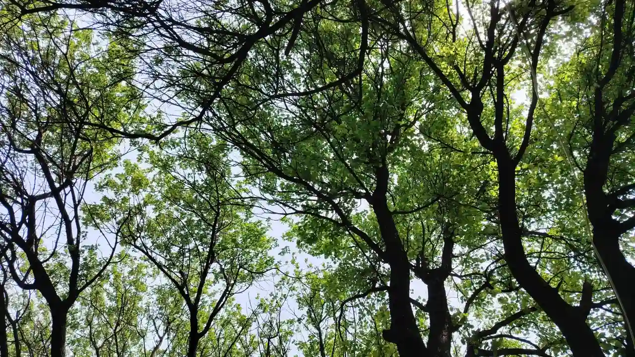 青青草地怎么养护才能避免杂草疯长？